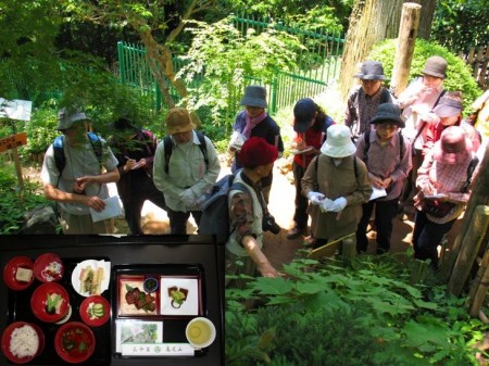 info4e1695d25c1e7 山野草巡り