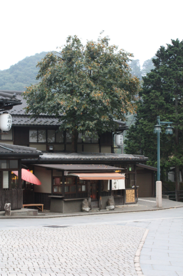 Japanese persimmon tree grows through the roof.