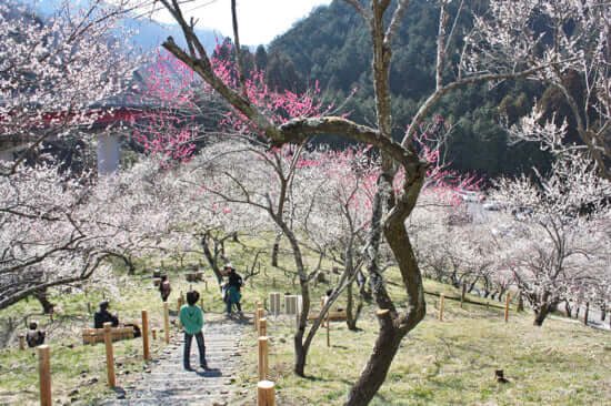 There are many courses on the slopes in Kogesawa plum grove, so you can take a walk.