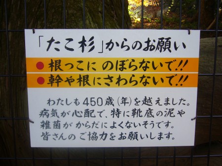 P1030651 たこ杉からのお願い