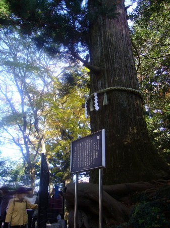 P1030653 たこ杉