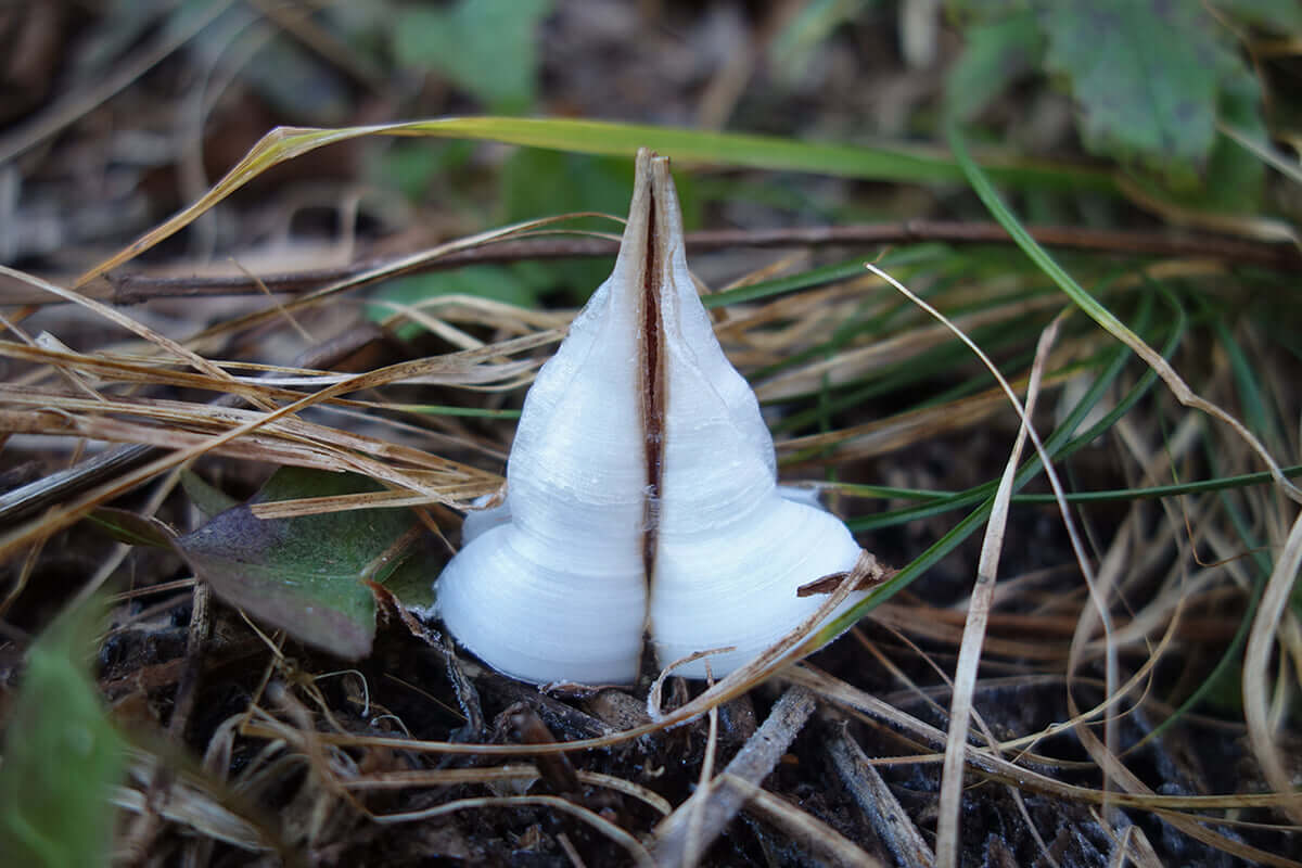 高尾山で シモバシラ の氷の華を観察 冬の始まりに現れる氷の芸術 ブログ 高尾山マガジン