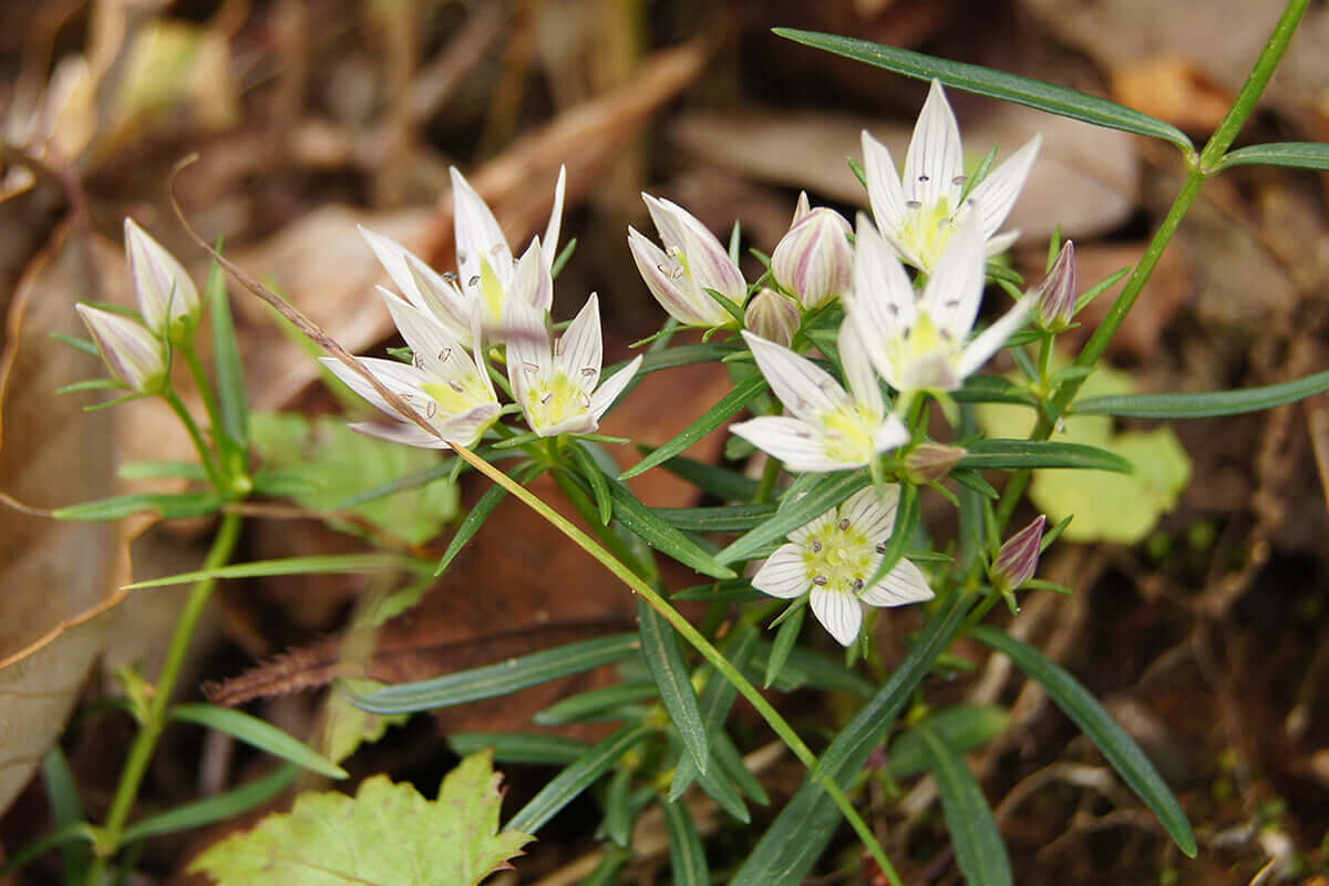 センブリ 高尾山の花 高尾山マガジン