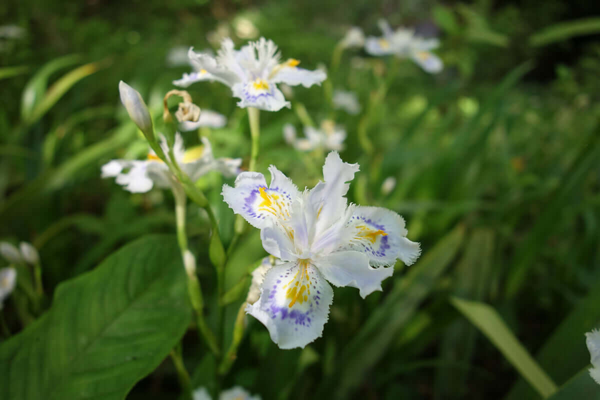 シャガ 高尾山の花 高尾山マガジン