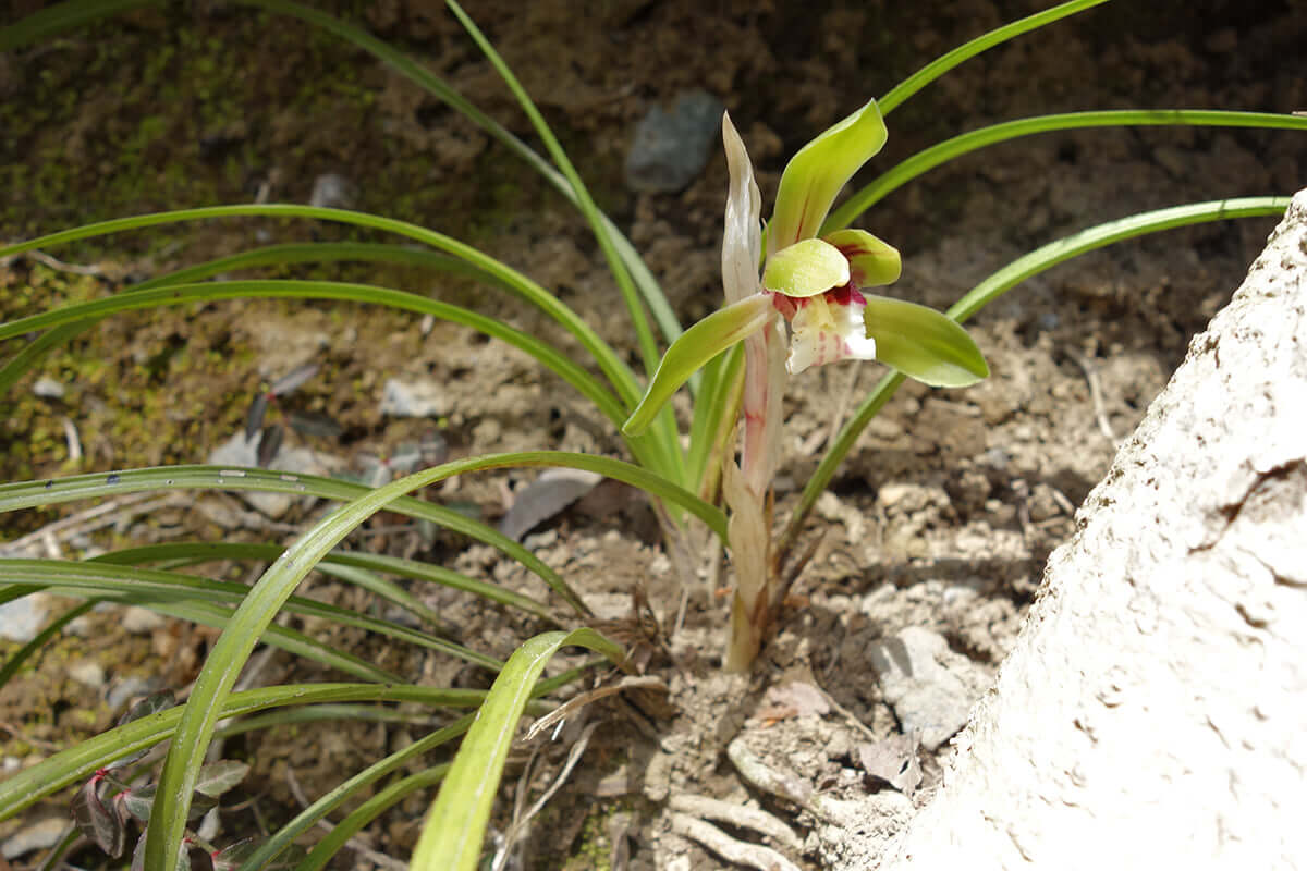 シュンラン 高尾山の花 高尾山マガジン