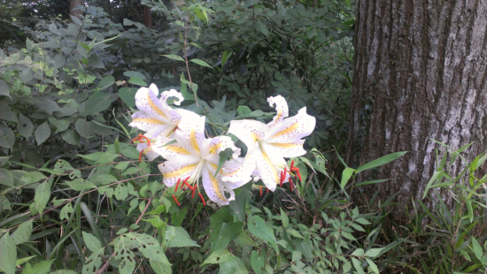 稲荷山コースでみつけたヤマユリ