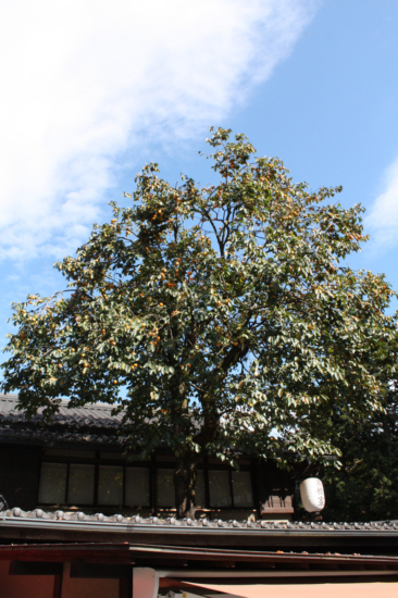 屋根から突き出た高橋家さんの柿の木。実がたくさんです。