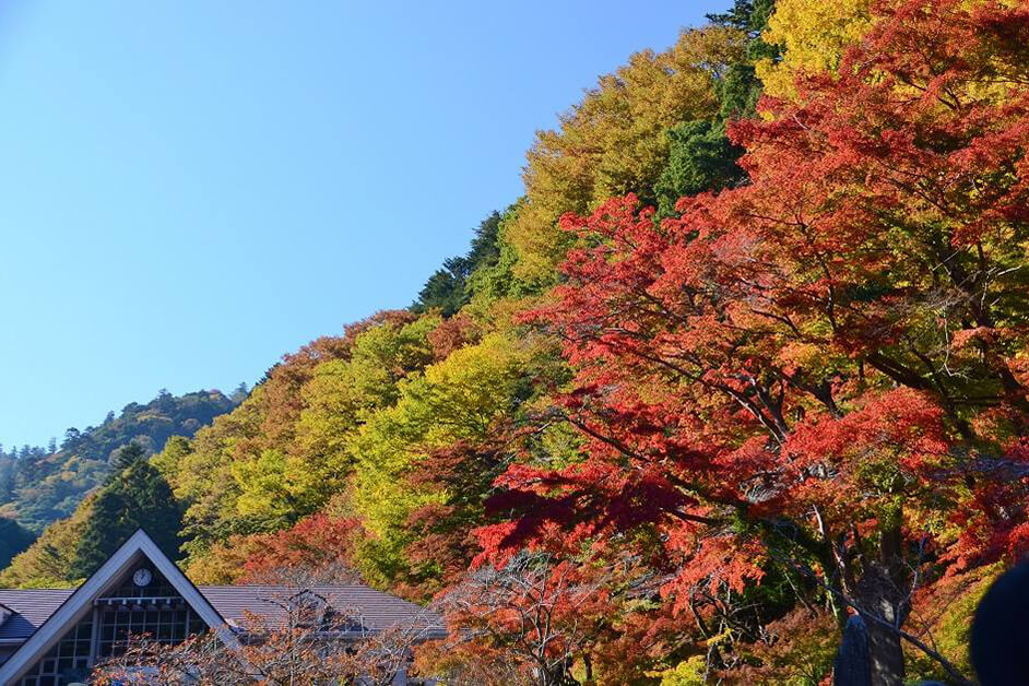 高尾山の紅葉 見頃は11月中旬 12月初旬 高尾山がもっとも賑わうシーズン イベント 高尾山マガジン