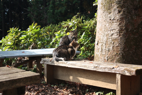 写真を撮った日は、2匹の猫ちゃんがいました。