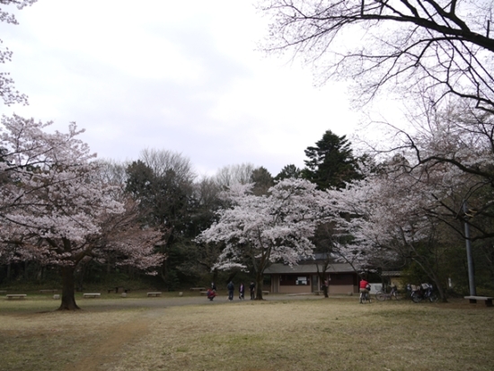 広場に咲く桜を楽しめます