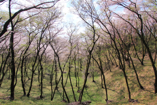 幻想的な桜の原生林がこちらです