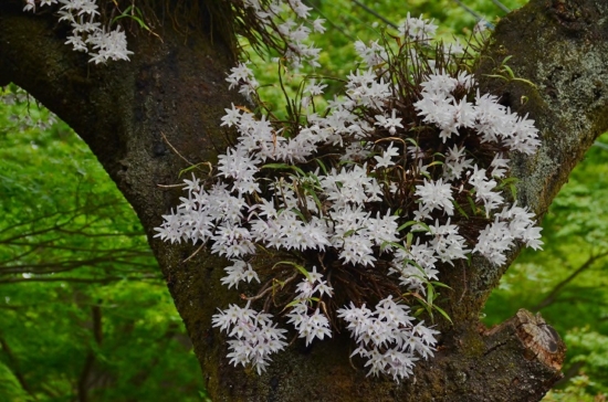 白〜淡いピンク色の可憐な花です。