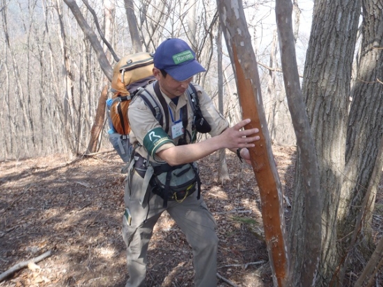 陣場山のすぐ北にある醍醐丸では、シカによる樹皮の剥ぎ跡が見られる。