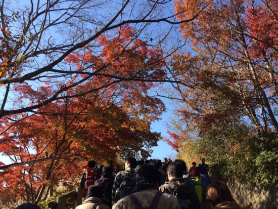 山頂直前の坂道。見事な紅葉で山頂への期待が膨らみます。撮影：14/11/23