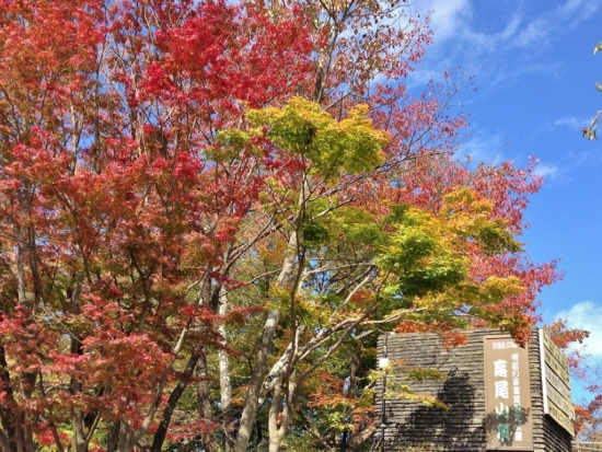 11月始めに紅葉している木々。山頂は少し早めに紅葉します。撮影：14/11/4