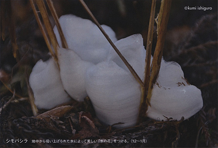 シモバシラ