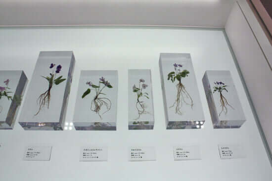高尾で見られる植物が展示されています。