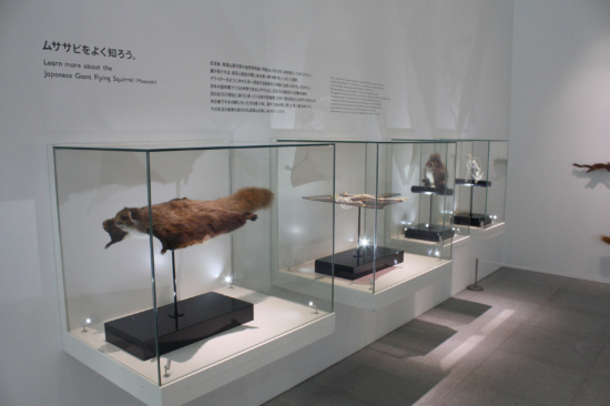 NATURE WALL横にはムササビの展示も。