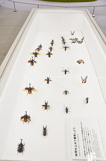 カブトムシや蝶の飛ぶ姿を観察できるダイナミックな展示。