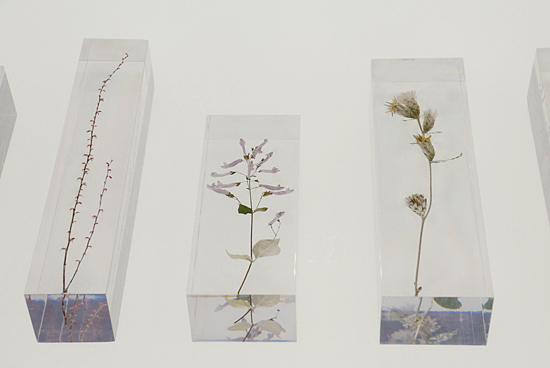 高尾山に自生する植物をアクリルに封入して展示。