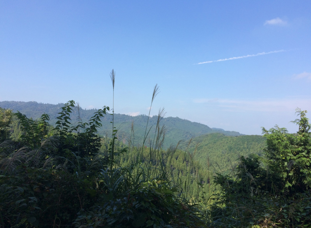 草と山 草戸山ハイキング（高尾山口駅〜草戸山〜三沢峠） | ブログ | 高尾山