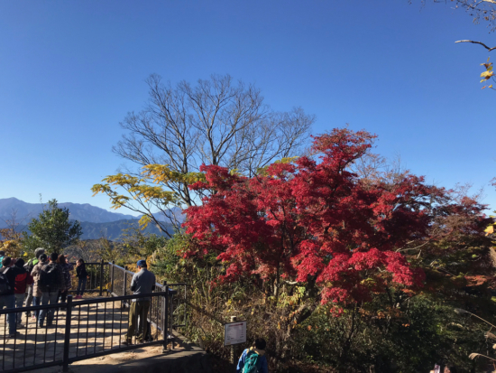 展望台横の木も紅葉しています。この日はくっきりと富士山が見えました。