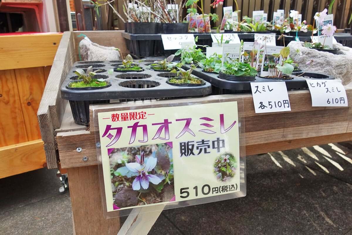 タカオスミレを購入してみました | ブログ | 高尾山マガジン
