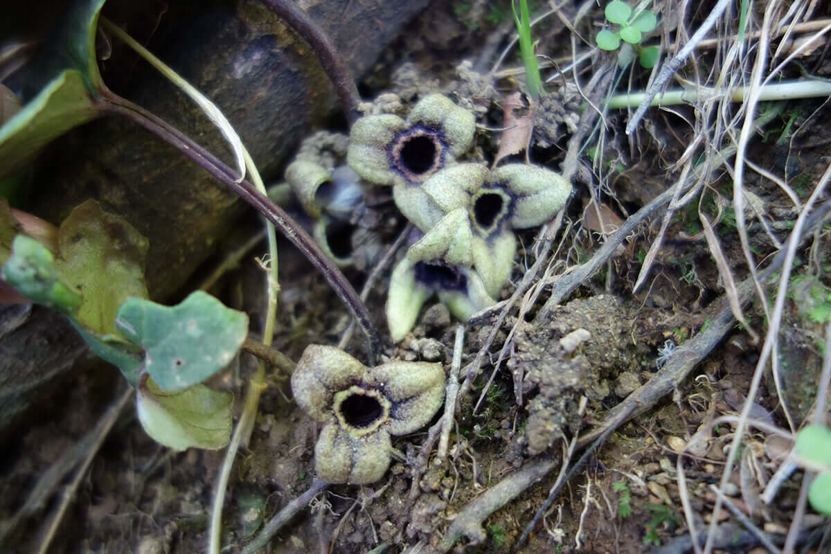 カンアオイ 高尾山の花 高尾山マガジン