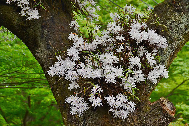 高い樹木に着生する白い花 セッコク 高尾山での観察ポイントをご紹介 ブログ 高尾山マガジン